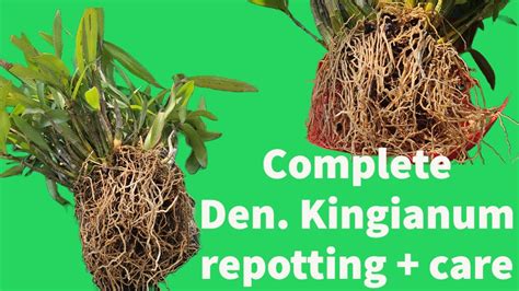 Complete Dendrobium Kingianum Repotting Care YouTube