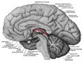 Category:Human epithalamus - Wikimedia Commons