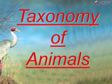 Ppt To Explain The Linnaean Classification System Taxonomists