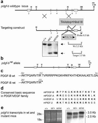 The Pdgf B Ret Allele A Outline Of The Pdgf B Locus Targeting