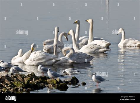 Whopper Swan Cygnus Cygnus Gulls Stock Photo Alamy