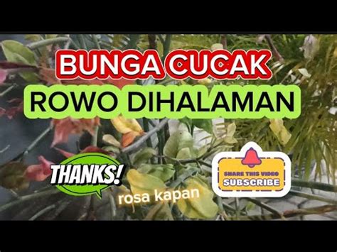 Review Bunga Cucak Rowo Dihalaman Rumah Inda Dan Bagus YouTube