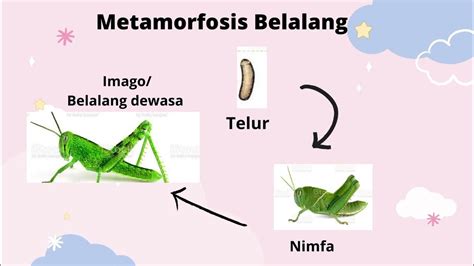 Metamorfosis Belalang Kelas 4 Sd Youtube