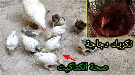 تكريك دجاجة عرب🐔صحة الافراخ بعد اللقاح🐤 Youtube