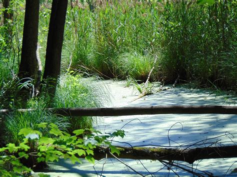 Nature Reserve Olszyny Niezgodzkie Part Nature Reser Flickr