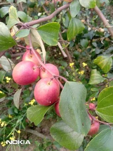 Full Sun Exposure Kashmiri Red Apple Ber Plant For Garden At Rs 80