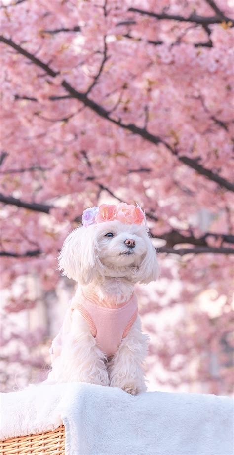 Is Cherry Blossom Poisonous To Dogs