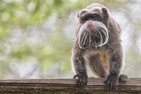 Emperor Tamarin monkey 20419980 Stock Photo at Vecteezy