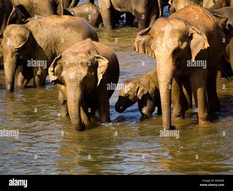 Elephant bathing at the orphanage in Sri Lanka Stock Photo - Alamy