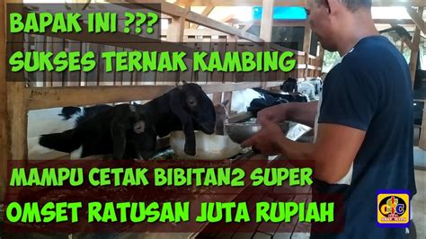 Peternak Kambing Sukses Omset Ratusan Juta Youtube