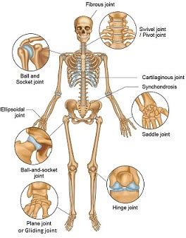 Structure and Types of Joints in the Human Body - Online Science Notes