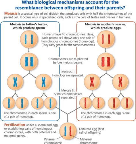 Biology 13 Meiosis And Sexual Life Cycles Flashcards Quizlet