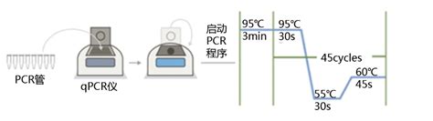 支原体qpcr检测试剂盒一步法原理 支原体荧光定量pcr检测试剂盒qpcr一步法）操作说明 缔一生物