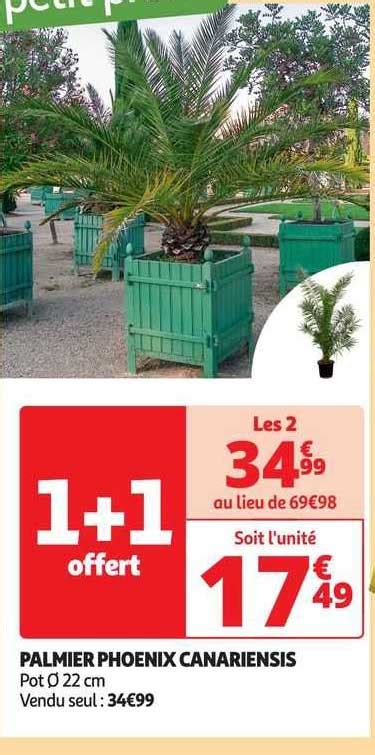 Promo Palmier Phoenix Canariensis Chez Auchan ICatalogue Fr