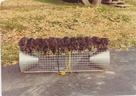 Fur Trapping - Your Northern Connection | Traps, Fur, Outdoor structures