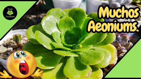 C Mo Propagar O Reproducir Aeonium Canariense Sin Falla Youtube