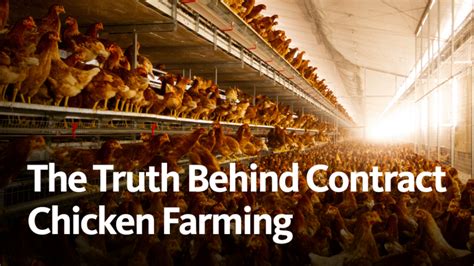 Behind The Curtain Of Contract Chicken Farming Animal Outlook