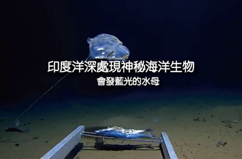 水下三十米 潛水新知影／印度洋深處現神秘海洋生物 會發藍光的水母