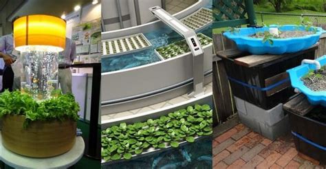 Everything We Need About What Is Aquaponics Farming And How To Setup