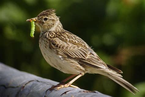 Lark - Alchetron, The Free Social Encyclopedia