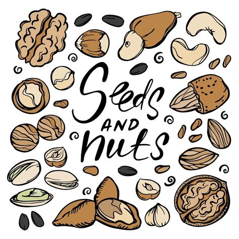 SEEDS AND NUTS Food Sketch Clip Art Vector Illustration Set 20455037