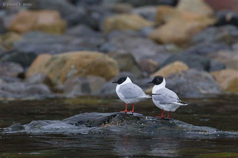 Arctic Birds Life On Thin Ice