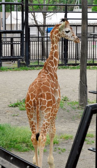 キリンの赤ちゃん「あさひ」すくすく 旭山動物園で育つ：朝日新聞デジタル