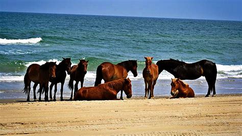 The Reason Why These Wild Horses Live On The Beach Is Amazing Horse