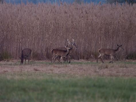 Riserva Naturale Pian Di Spagna Una Giornata Stupenda Imme Flickr