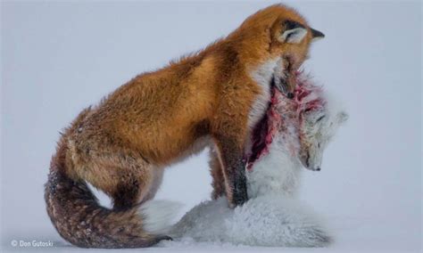 When Species Collide: Red Foxes vs. Arctic Foxes