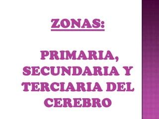 Zonas Del Cerebro Ppt