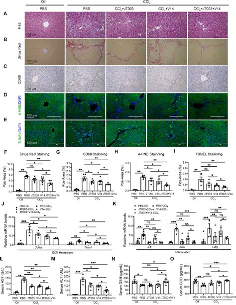 Jt003 þ V14 Inhibit The Progress Of Carbon Tetrachloride Ccl 4