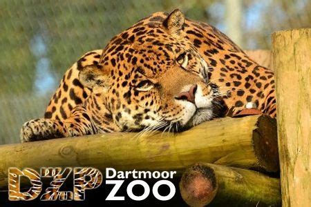 Go to Dartmoor Zoological Park, Devon, England. Based on the movie We ...