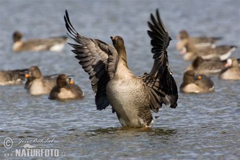 Anser Serrirostris Pictures Tundra Bean Goose Images Nature Wildlife