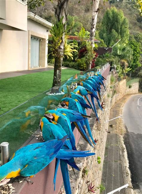 De Caracas Para El Mundo Guacamayas Azules Hermosas Venezuela