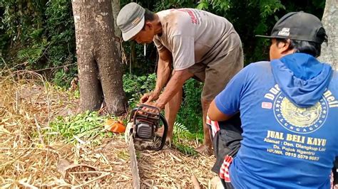 Kebaltebang Pohon Joar Ditepi Jurang Sangat Melelahkan Youtube