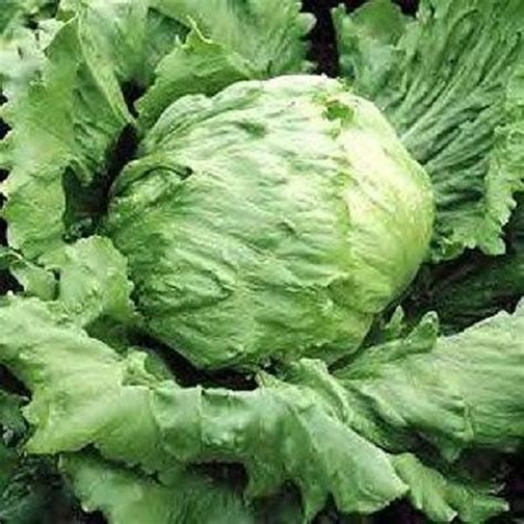 Lettuce Great Lakes 659 Sps Idaho Inc