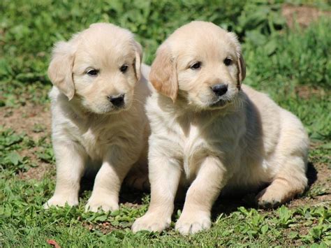 Un chiot Golden Retriever crème mâle LOF à recueillir Petite Annonce