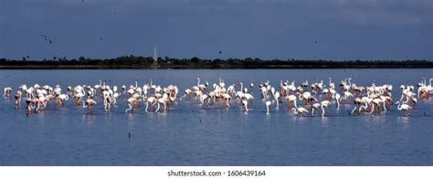 Pulicat Images, Stock Photos & Vectors | Shutterstock