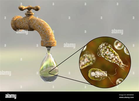 Leau Du Robinet Contaminée Par Le Cerveau Manger Amibe Naegleria Fowleri Calculateur