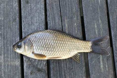 Prussian carp, silver Prussian carp or Gibel carp, Carassius gibelio, a harmful invasive species ...