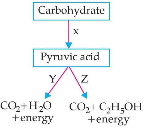 Life Processes Class Case Based Mcq Study The Flow Chart And