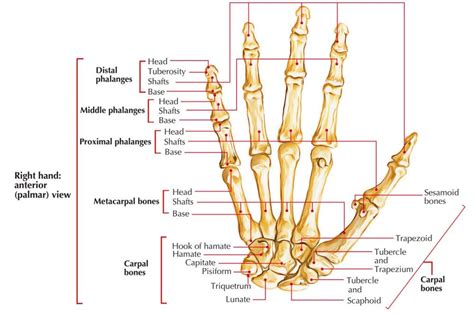 Fungsi Tulang Jari Tangan Dan Kaki Manusia