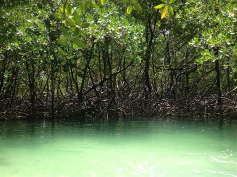 Mangrove Forests Culture Mondial