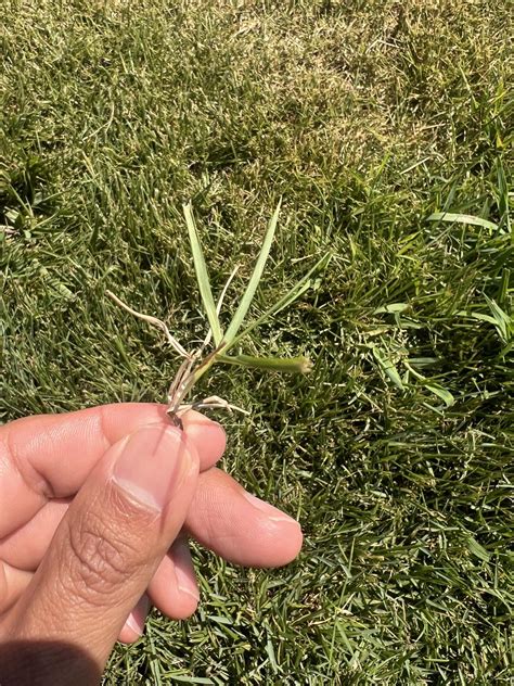 Grass Id Resources Rlawncare