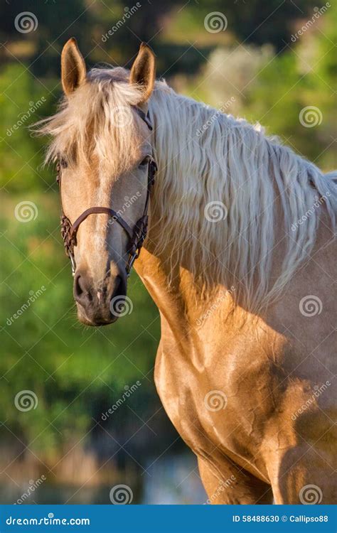 Cream horse stock photo. Image of emotions, meadow, farm - 58488630