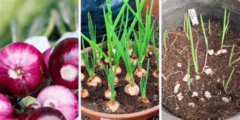 How To Grow Onion Indoors In Easy Steps