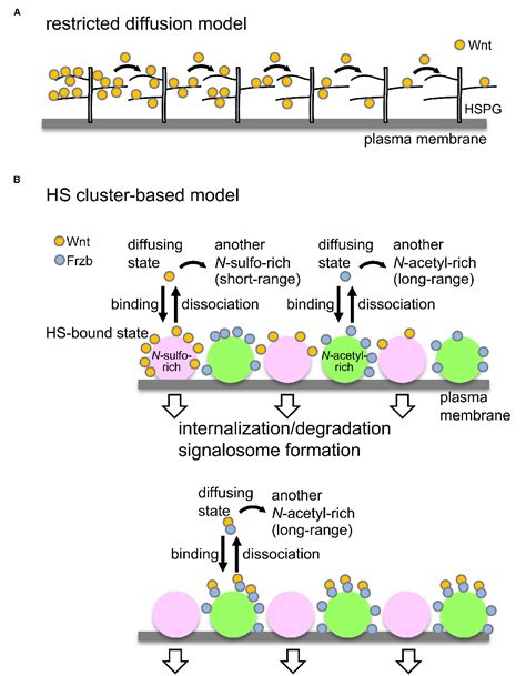 Figure From Heparan Sulfate Proteoglycan Clustering In Wnt Signaling