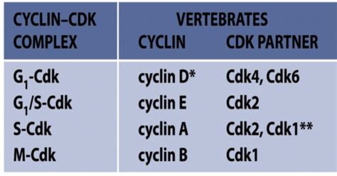 Lecture 23: Cell Cycle and Proliferation 1 Flashcards | Quizlet