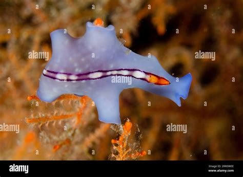 Racing Stripe Flatworm Pseudoceros Bifurcus Tanjung Uli Dive Site